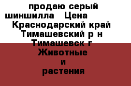 продаю серый шиншилла › Цена ­ 1 500 - Краснодарский край, Тимашевский р-н, Тимашевск г. Животные и растения » Грызуны и Рептилии   
